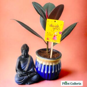 Handi Rubber Plant Set- Return Gift