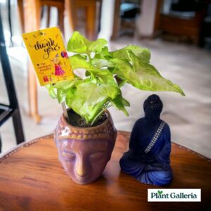 Buddha Plant Set- Return Gift