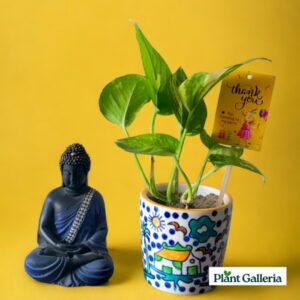 Hand painted pot with Money Plant - Return Gift