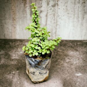 Lucky Jade Plant