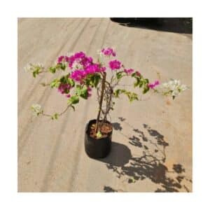 Bougainvillea 10 inch Nursery Bag