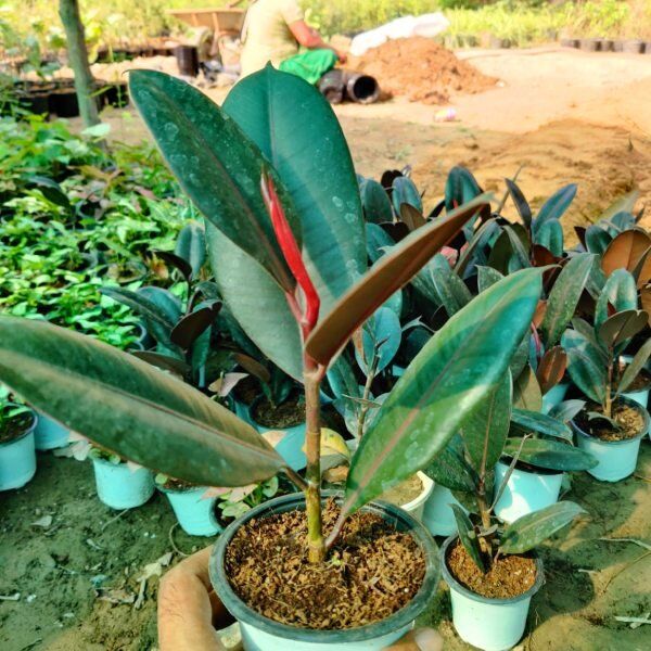 Rubber Plant 4 inch pot