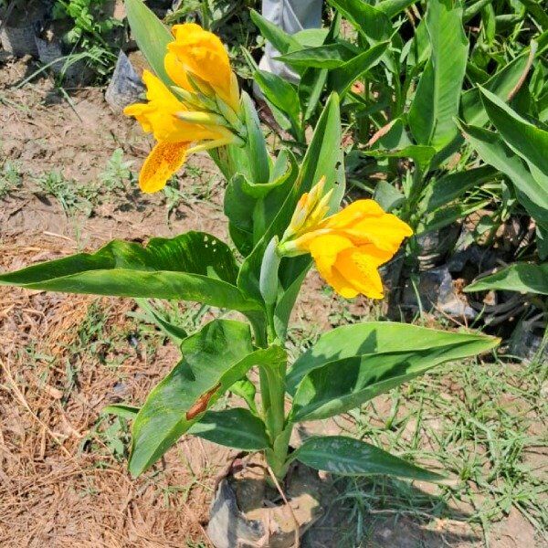 Dwarf Keli/ Canna Lily 6 inch pot