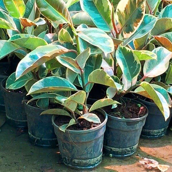 Variegated Rubber Plant