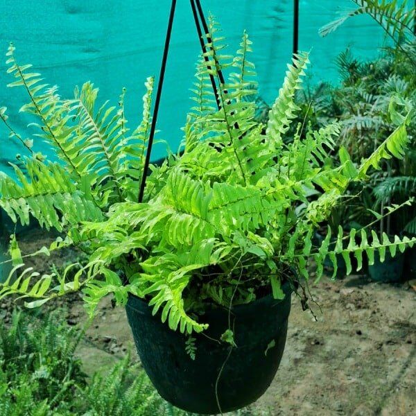 Boston Fern