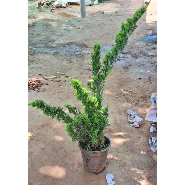 London Pine