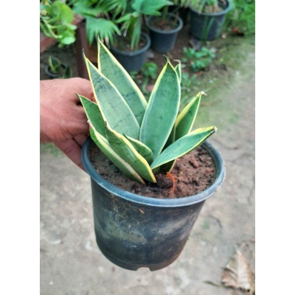 Silver Snake plant 4 inch pot