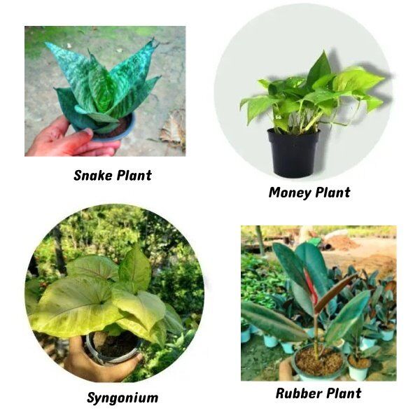 Set of 4 Indoor Plants