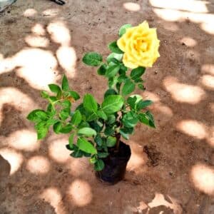 Gulab/ Rose Nursery Pot
