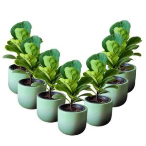 Pack of 20 Fiddle Fig Gift Set