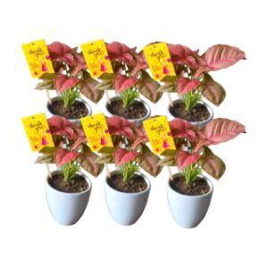 Pack of 25 Pink Syngonium Gift Set